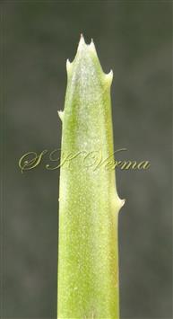  Leaf apex